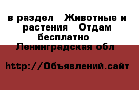  в раздел : Животные и растения » Отдам бесплатно . Ленинградская обл.